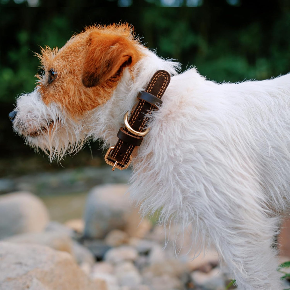 Leather Dog Collar Genuine Cute for Small Dogs(S:0.8" Wide 13.4-15.8" Neck)