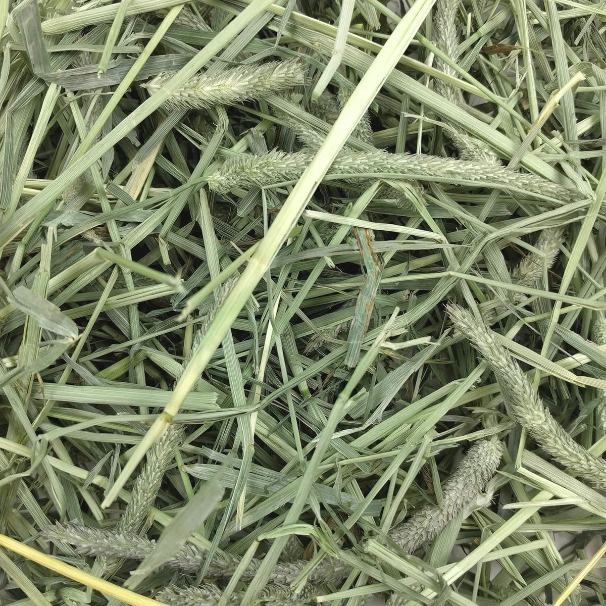 Western Timothy Hay, Rabbit & Guinea Pig Hay, High Fiber, USA, 90 Oz